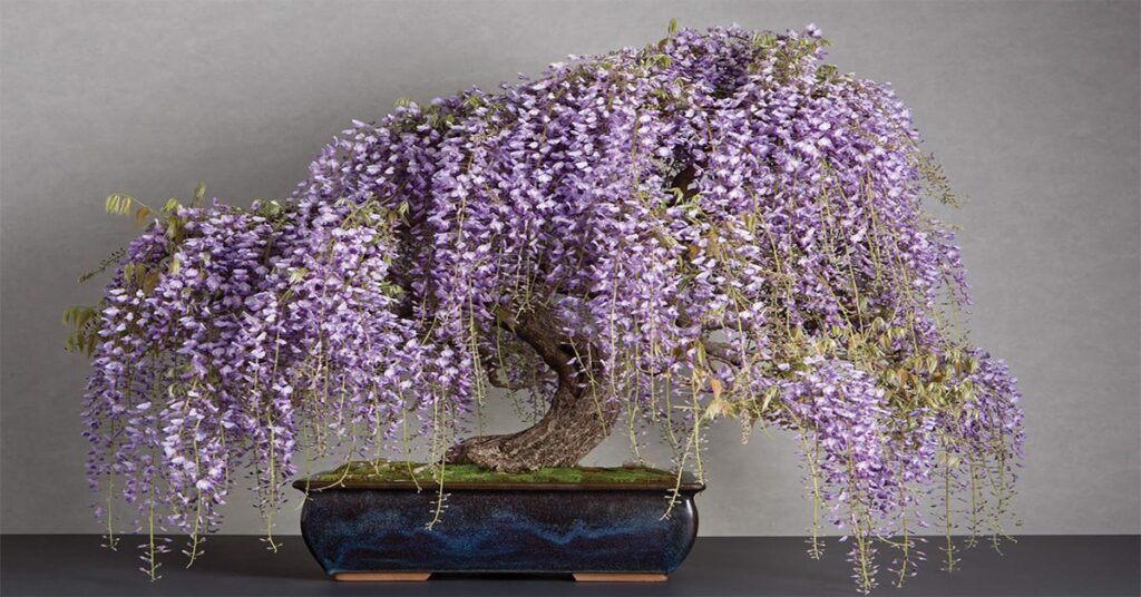 Bonsai | Penjing – The Collections of the Montreal Botanical Garden