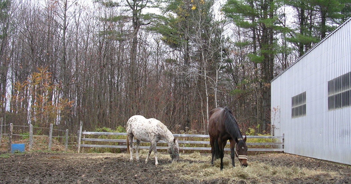 ‘Horses of Hope’ Lucky Harvest reaching out to raise much-needed funds