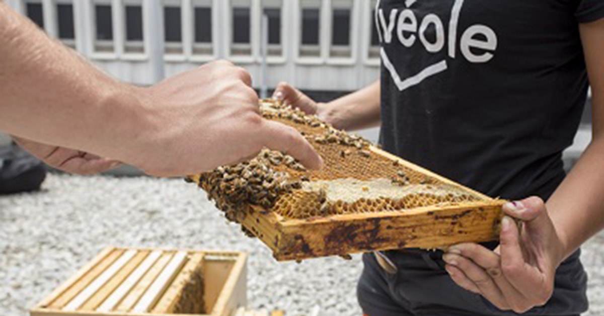 Rooftop Bee Hives