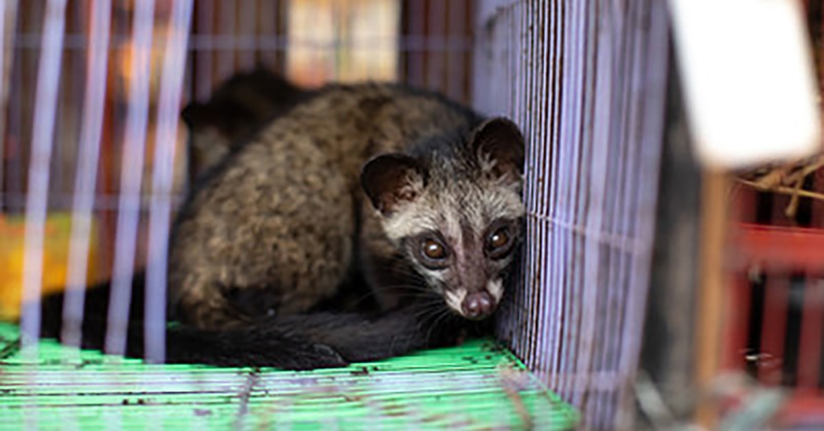 stop the wildlife trade