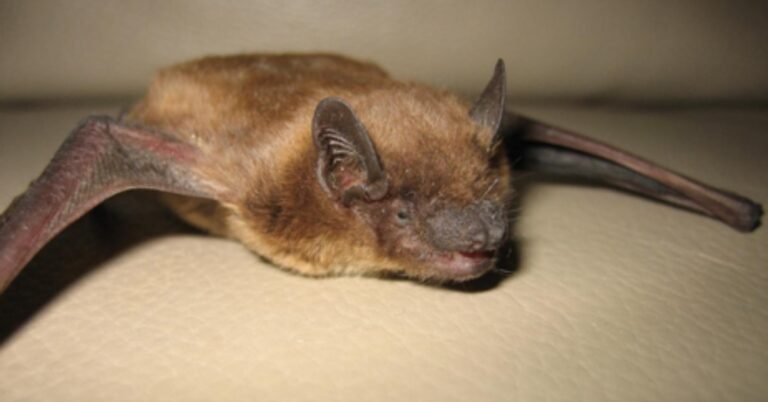 Why wildlife infestations are becoming more common in Montreal