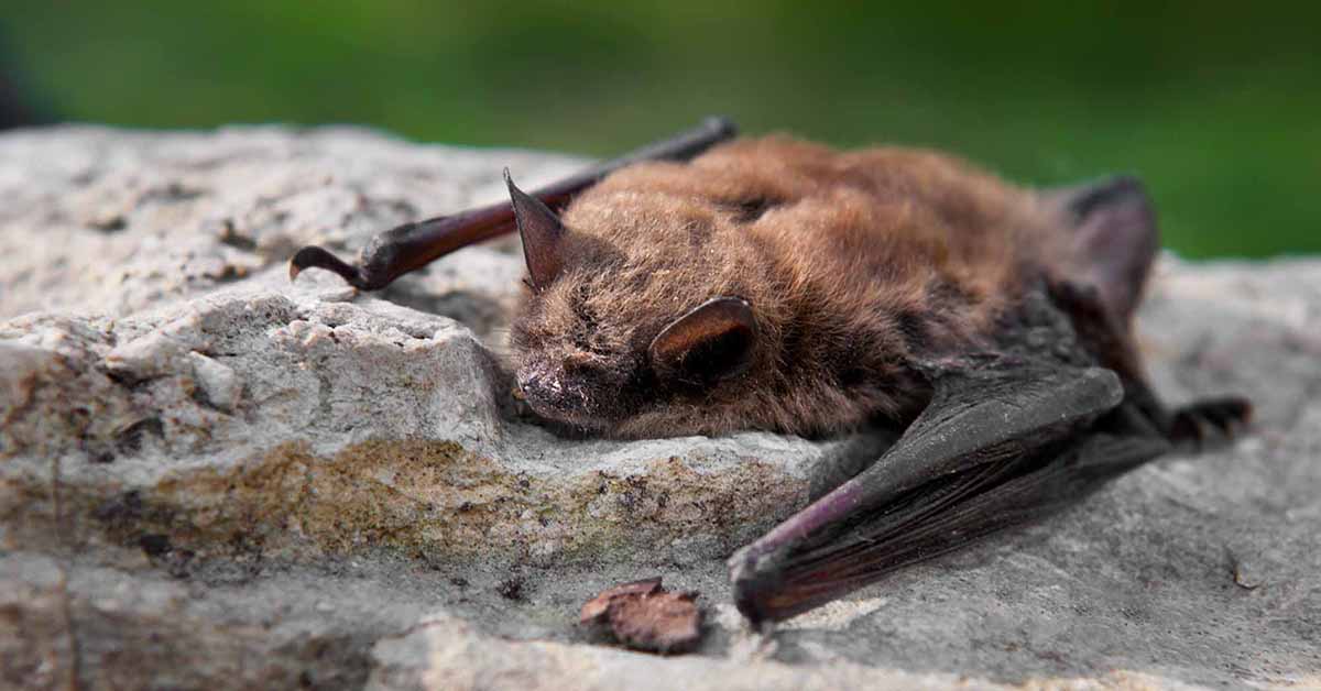 COVID-19 is unlikely to spread via local bat populations