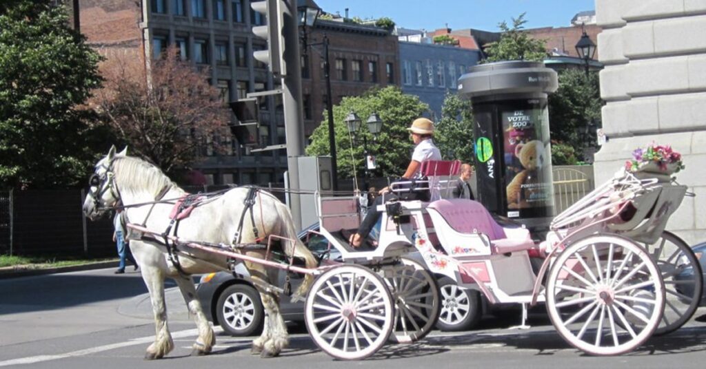 Last year of Old Montreal CalÃ¨ches