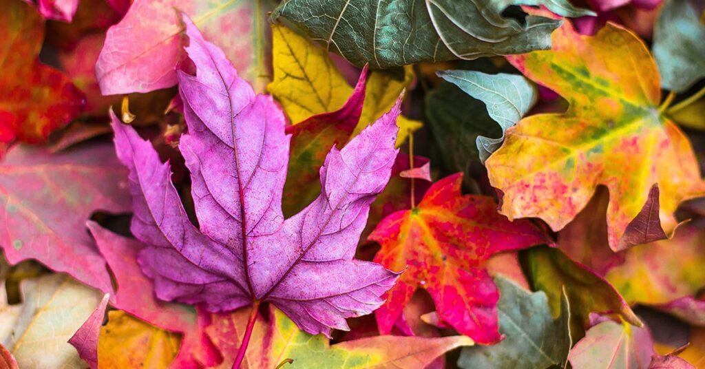 Ode to Autumn: 4 amazing ideas to make a stunning garden during Fall