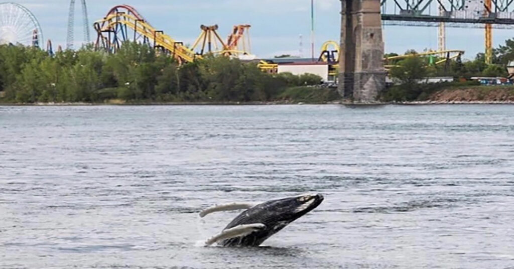 Humpback whale seen in Montreal