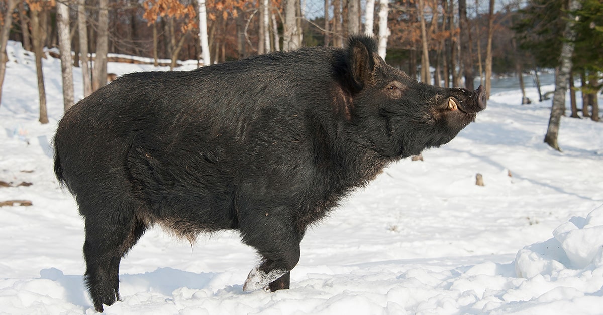 wild boar seen in Magog