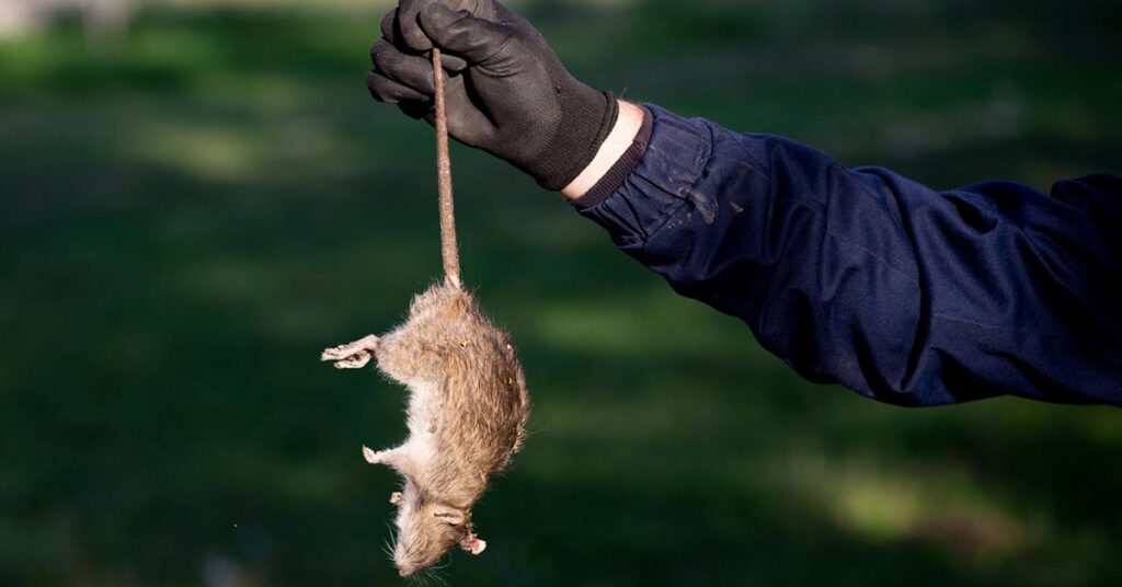 What are the most common household pests that you can find in Montreal?