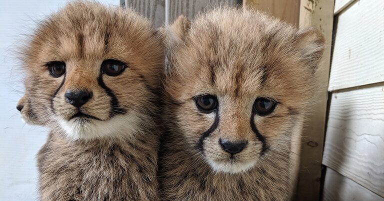 Parc Safari rewilds two cheetahs