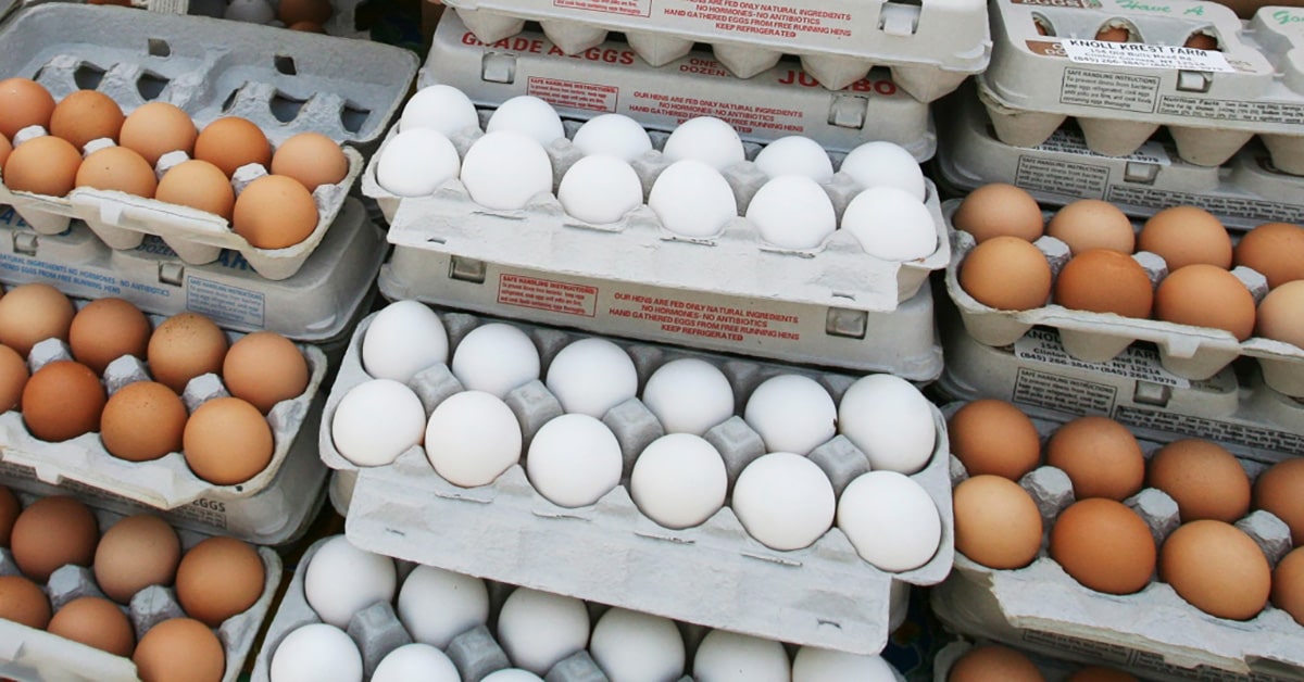 Salmonella infections linked to eggs