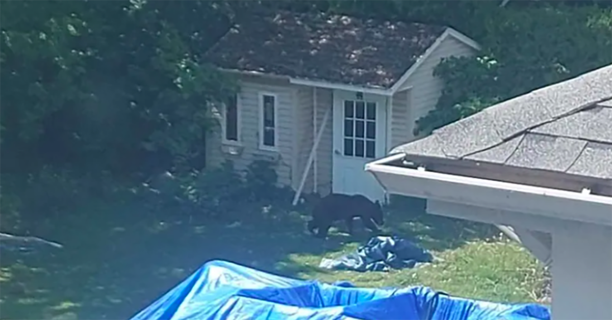 Bear roaming in West Island