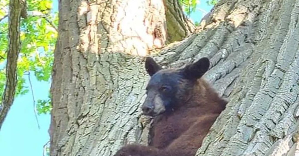 West Island Bear euthanized