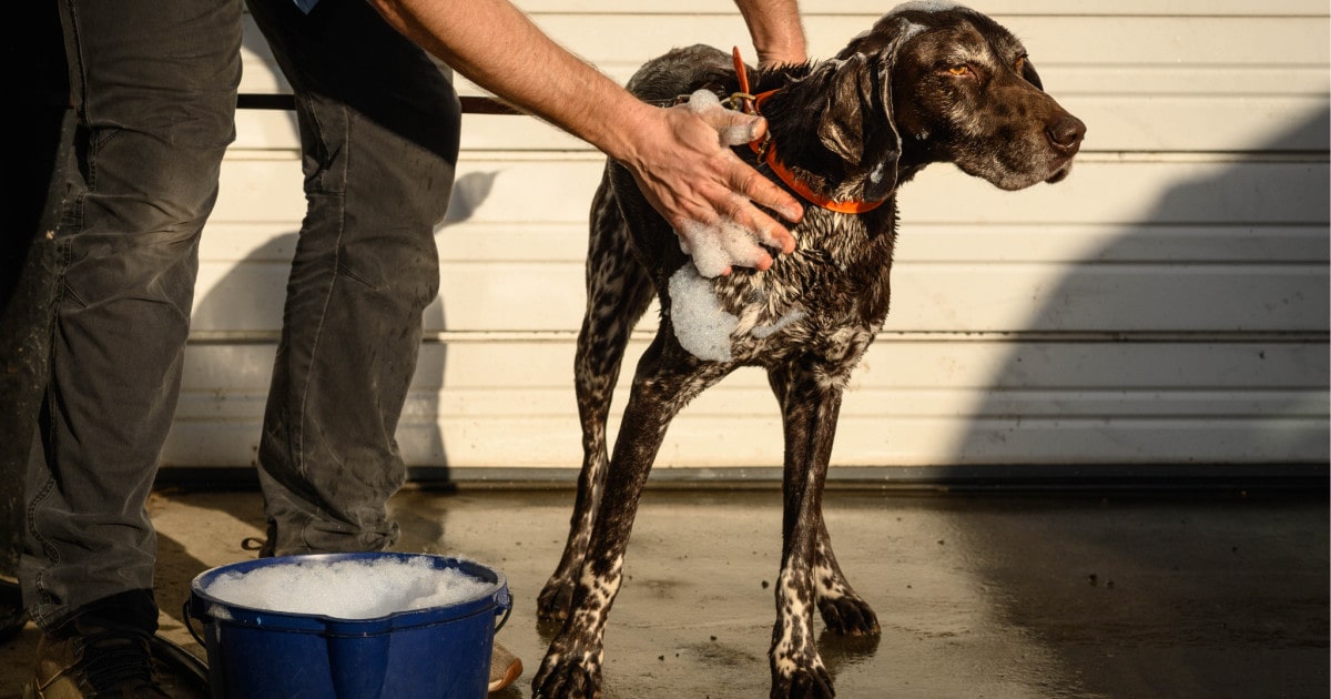 What neutralizes skunk smell on your dog?