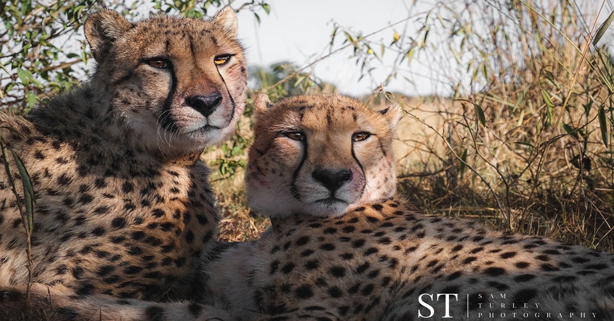 Cheetahs born at Parc Safari hunting successfully on Zimbabwean Reserve