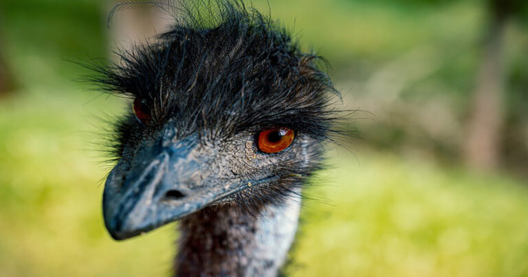 Skin nutrition with Emu Oil