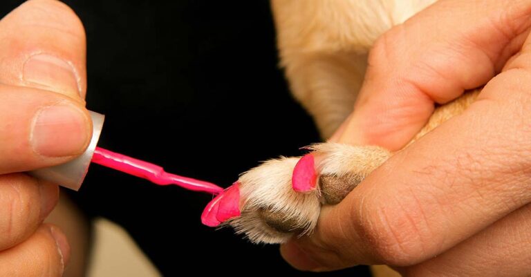 Nail polish for dogs