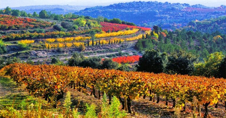 Wines of Provence