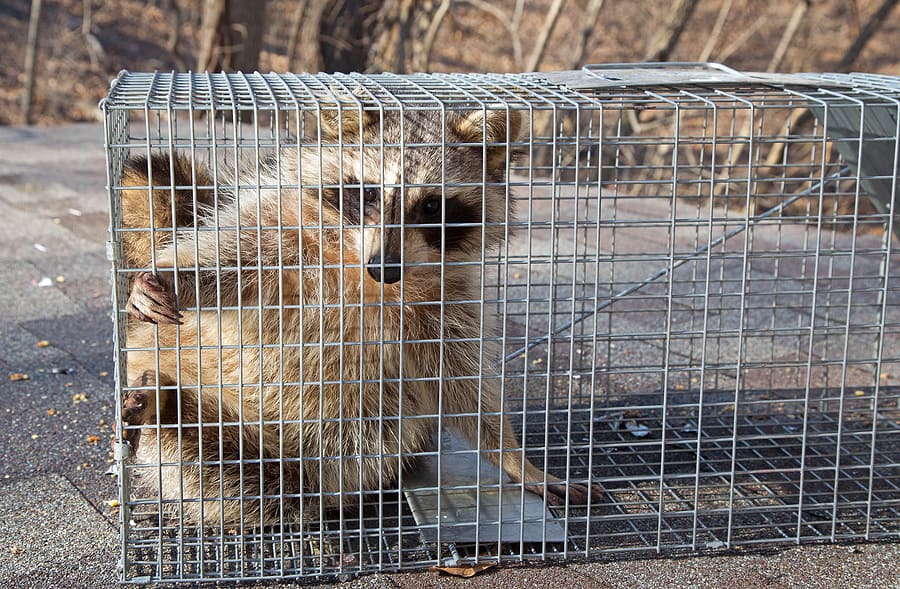 Should I hire a pro or remove nuisance wildlife myself?