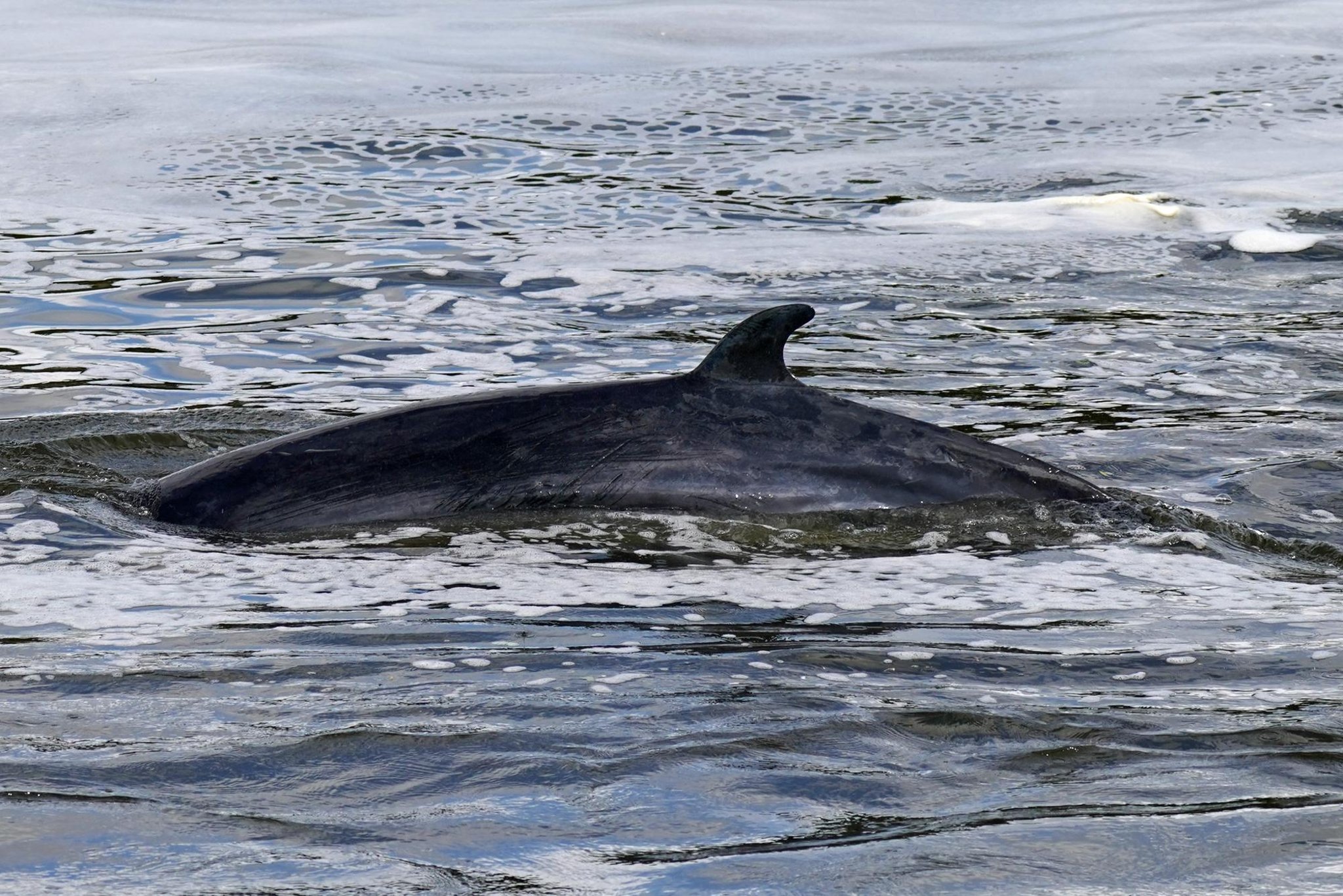 Whale seen in Montreal waters again