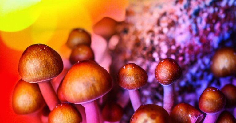 Magic mushrooms