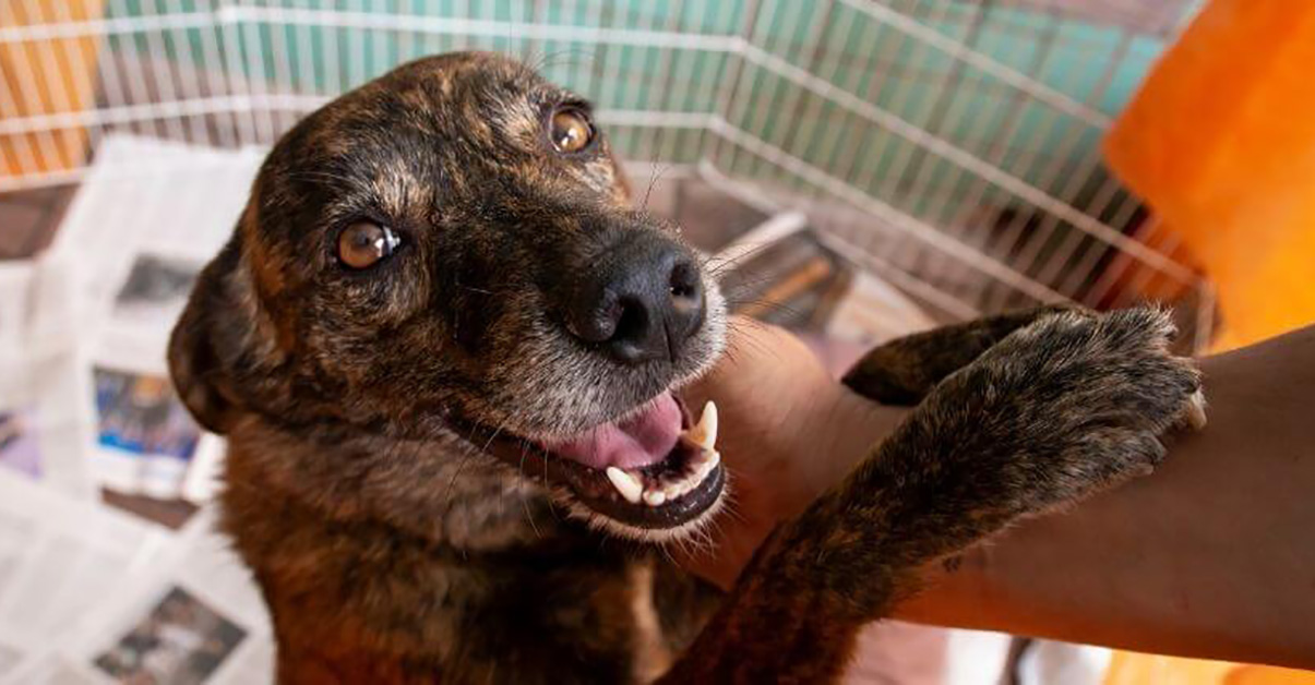 Pause For Paws Yoga Fundraiser