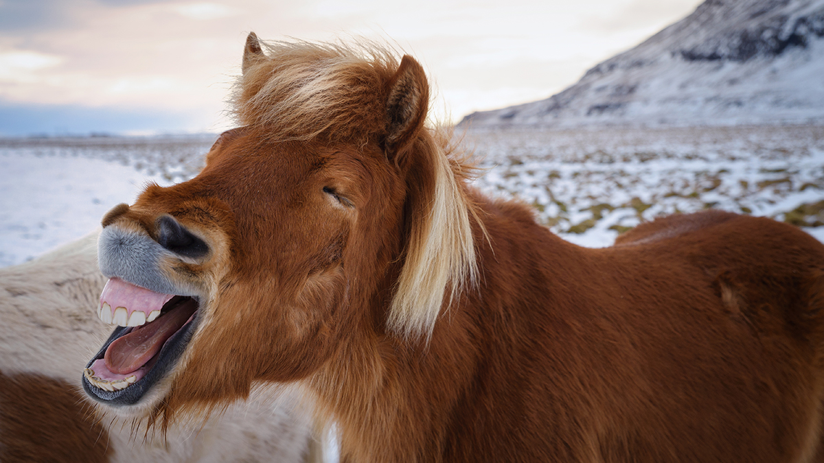 Funny Gag Gifts for your friend this Christmas