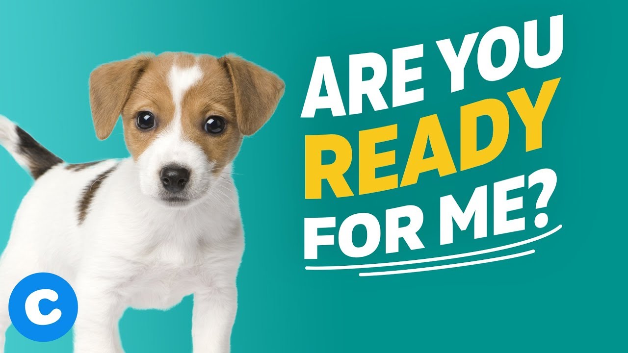 Are you ready for a dog