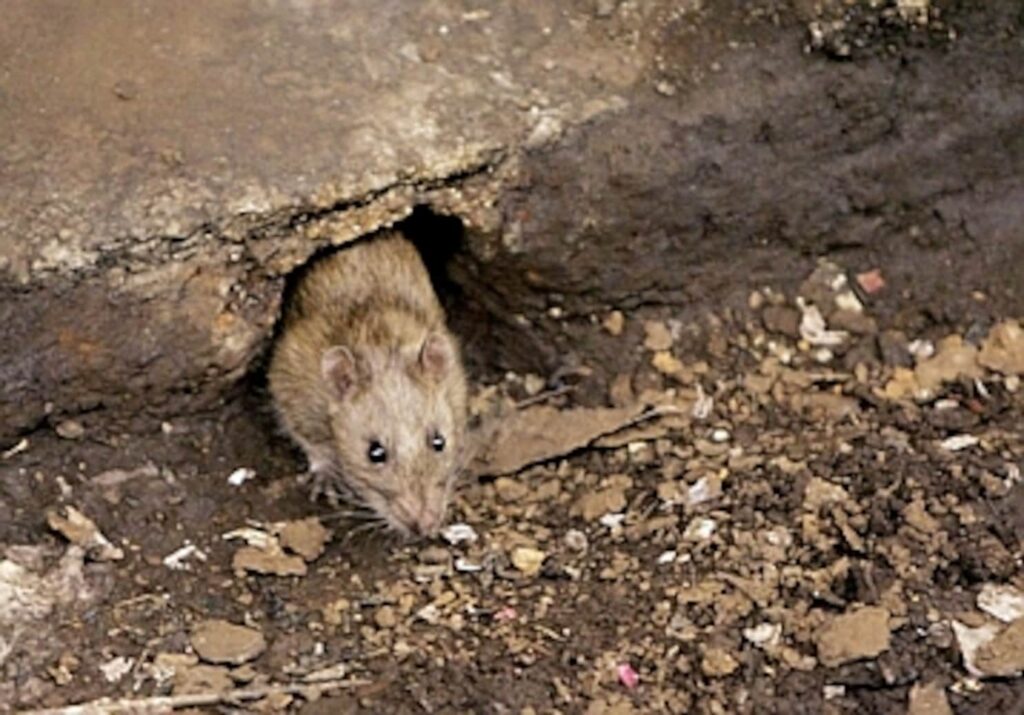 Public Health Notice – 11 Quebec Salmonella outbreaks  linked to rodents