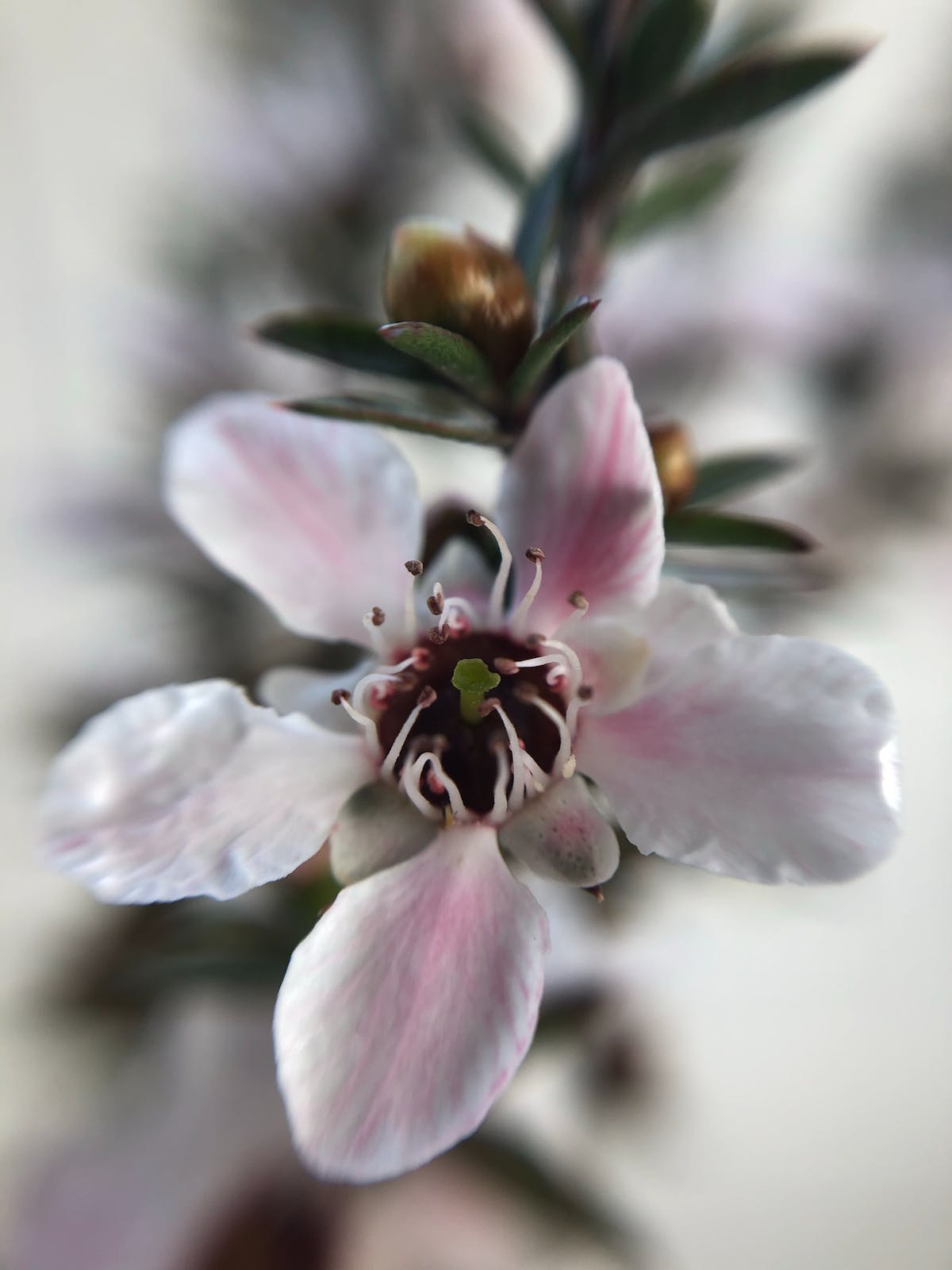 ‘Honey, Pass the Manuka Please’ – Earth to Body