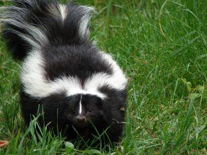 skunk