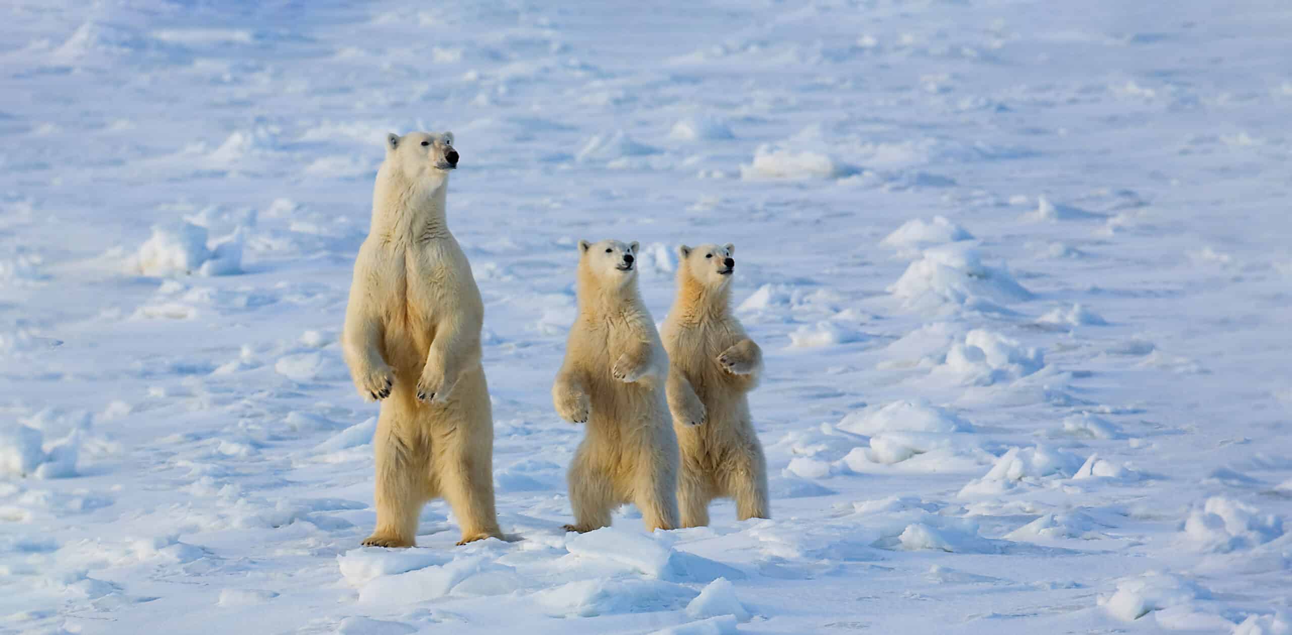 Polar Bear Expedition