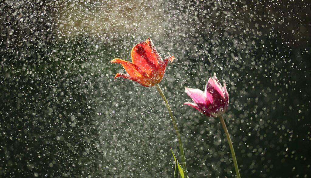 The Origin of ‘April Showers Bring May Flowers’