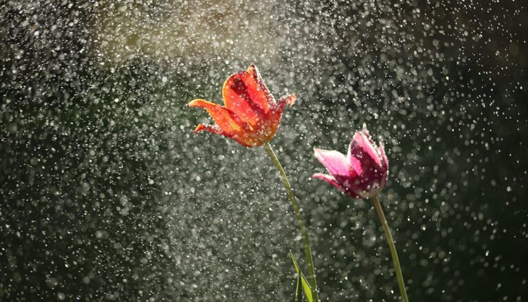 The Origin of ‘April Showers Bring May Flowers’