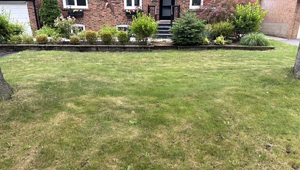 Why Is Your Montreal Lawn Turning Brown This Summer?