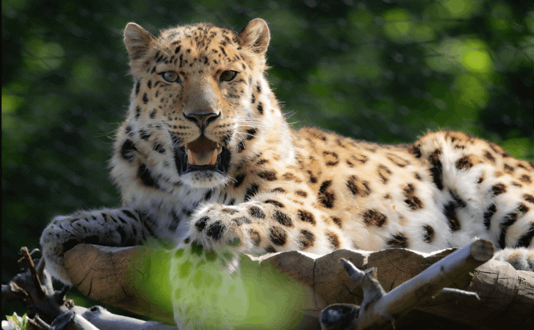 Zoo de Granby: The Must-Visit Family Destination During Quebec’s Construction Holiday
