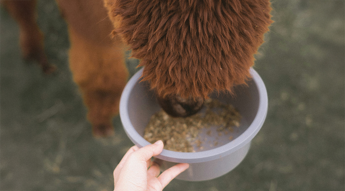 Helping Livestock Through Dry Seasons With Smarter Feeding Support