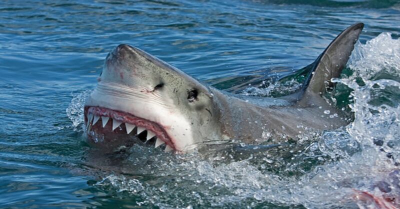 Great-White-Shark-seen-in-Quebec-waters-min