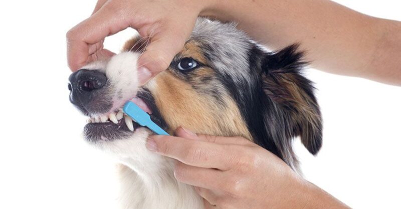 How-to-clean-your-dogs-teeth-min