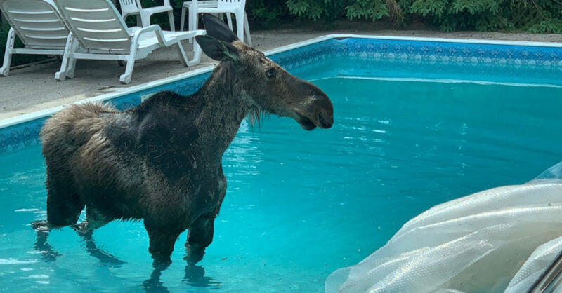 Moose-in-the-pool