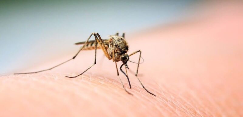 Why-Mosquitoes-bite-you-over-others-min-e1593112626446