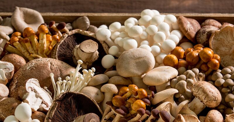 mushroom-varieties-headergraphic-1440x465-min
