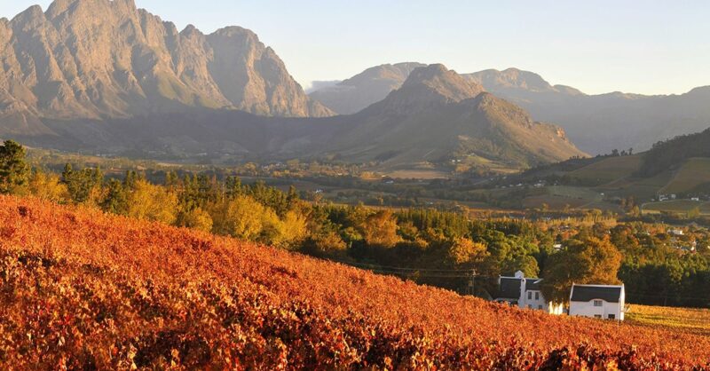 web-Franschhoek-Autumn-Vineyards-Foto-Artist-Studio_Eddie-Wilson-min