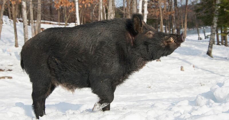 wild boar seen in Magog